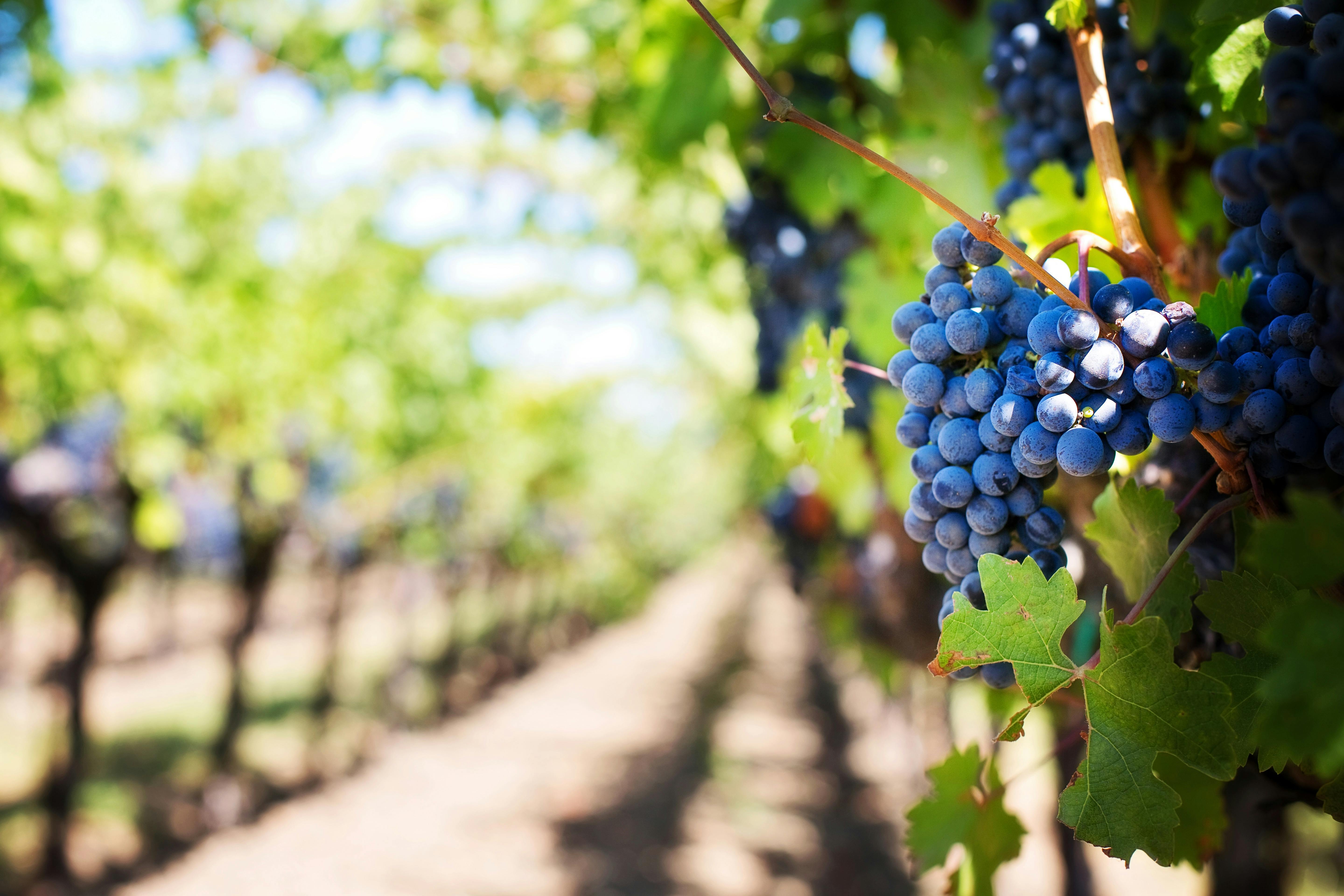 Winery